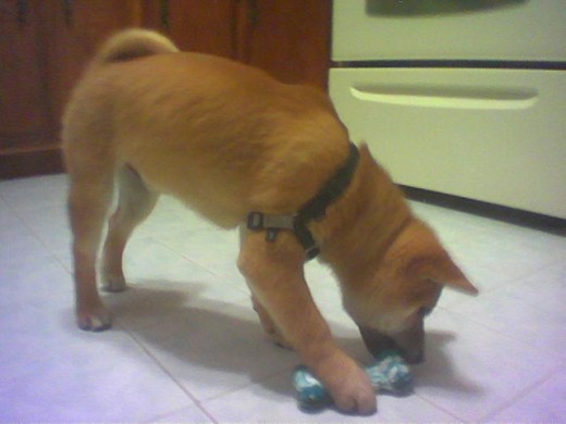 Mame Shiba? Nah - just a Shiba Inu puppy.