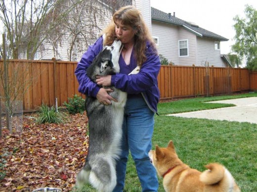 Siberian Husky Shania Giving Kelly Licks and Kisses 3 Legged Dogs are Awesome!