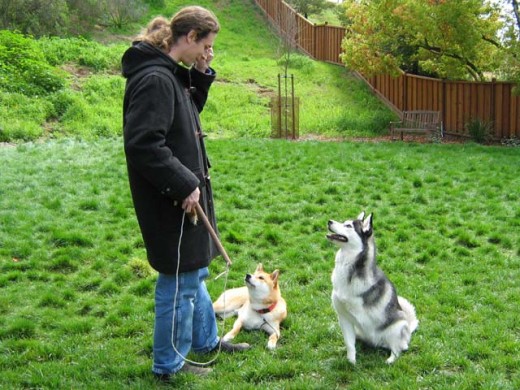 Dog training - Man doing focus exercises during a play break.