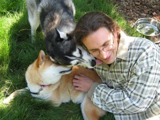 Man getting licks and affection from a Siberian Husky and Shiba Inu (close-up). Great bonding picture.