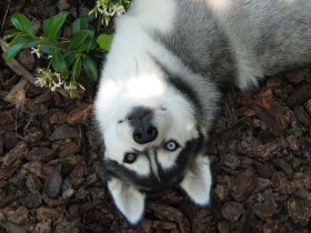 Upside-down Beautiful Siberian Husky Face Charged by a Dog.