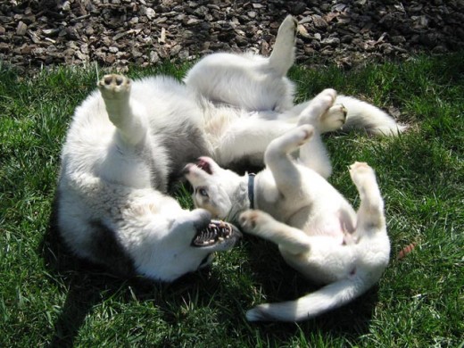 Big Siberian Husky Shania playing with Husky puppy Lara in a Yin-Yang symbol.