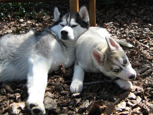 Adult Siberian Husky hanging out with Husky puppy.