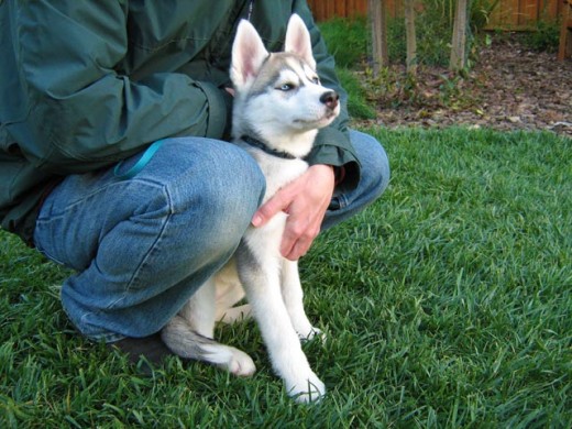 Close-up of Siberian Husky puppy sitting with man (hand on her chest).