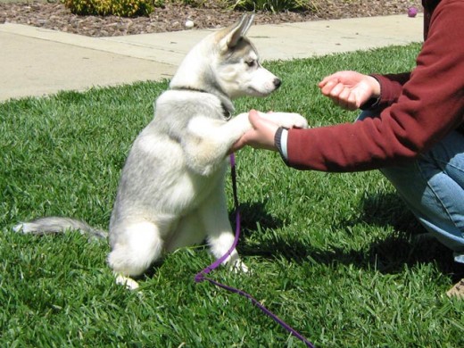 Husky Puppy doing a handshake.