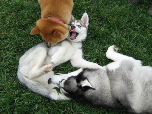 Three dogs playing in the backyard. Husky puppy in the middle, Shiba play bitting from top, adult Husky play bitting from bottom.