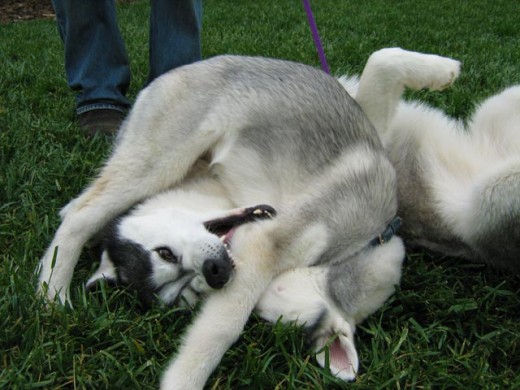 Siberian Husky dog Shania play biting with cute puppy Lara on the green grass.