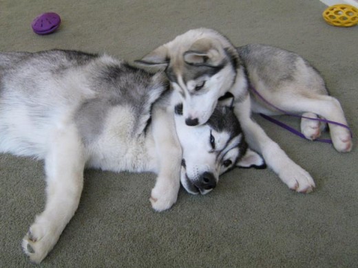 Cute Husky puppy Lara hugging adult Husky Shania's head (play wrestling).