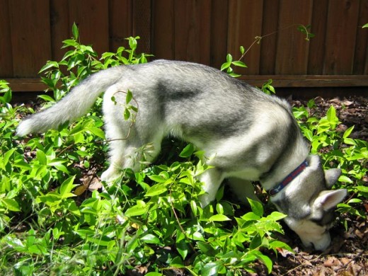 Husky puppy Lara looking for hidden food under a Jasmine bush.