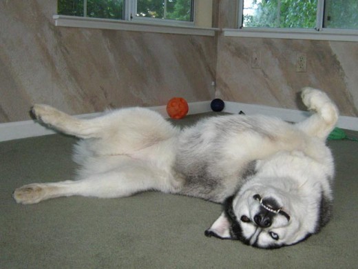 Siberian Husky dog Shania lying on her back with a big toothy grin. I love you Shania.
