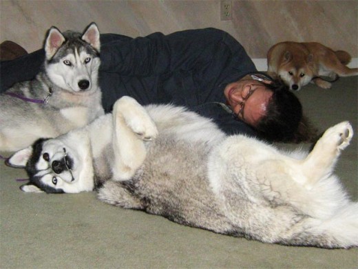 Three dogs and man hanging out (group shot).