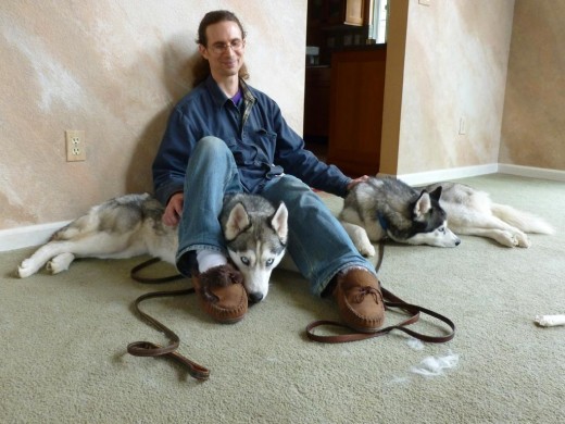 Man sitting with his two Huskies, one on each side.