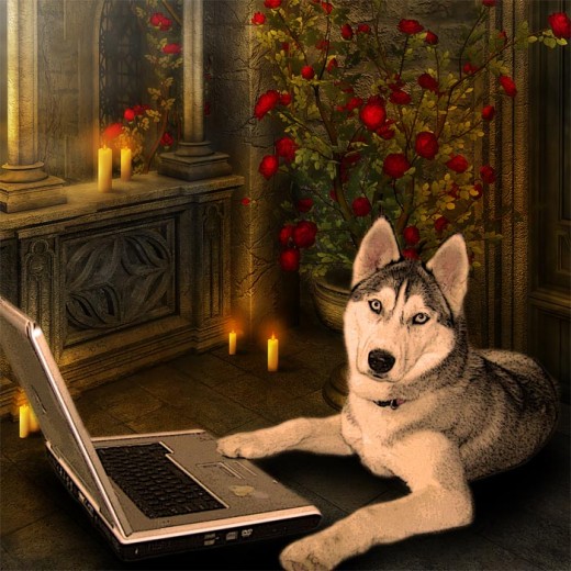 Husky puppy in front of laptop computer on a background with candles and red roses (Close-up).