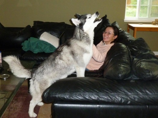 Siberian Husky standing on couch with head up in howling pose. Girl scratching dog's neck.