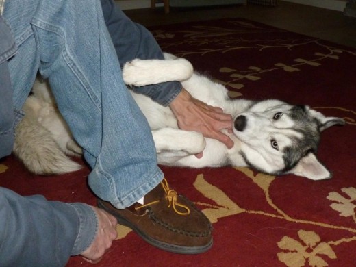 Cute Husky dog wrapped all around a man's arm during a scratch session.