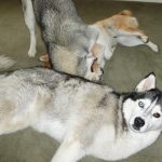 Siberian Husky Shania lying in front, looking at the camera, with Husky Lara and Shiba Inu Sephy playing in the back.