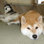 Face close-up of Shiba Inu Sephy lying down, with Siberian Husky Shania in the back.