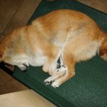 Shiba Inu Sephy all curled up on his outdoor bed, in a fetal position.