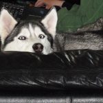Husky Lara peeking out from the couch armrest, with her chin resting on the cushion.