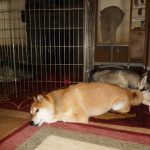 Siberian Husky Shania sprained her front leg earlier in the day, so she is resting in her enclosure (back). Shiba Inu Sephy and Husky Lara are sleeping close-by to offer moral support.
