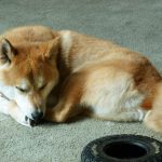 Shiba Inu Sephy sleeping with his head resting on his front paws.