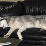 Siberian Husky Lara sleeping on a black couch, with her long legs hanging off the edge.