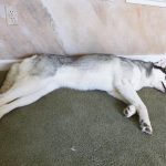 Siberian Husky Lara sleeping with her back against the wall and her long long legs stretched out.