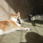 Shiba Inu Sephy squinting because of the sun, but it really looks like a cute wink. Husky Lara sleeping in the back.