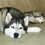 Face close-up of Siberian Husky Shania lying on the floor. Husky Lara sleeping in the back.