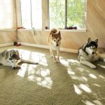 Husky dogs and a Shiba enjoying time together in a sunny living room (group-shot).