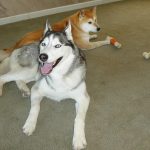 Siberian Husky Lara smiling and looking silly with her tongue hanging out. Shiba Inu Sephy in the back.