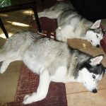 Two Huskies sleeping next to each other, both in a very similar pose.