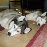 Huskies Shania and Lara sleeping next to each other, in the same pose.