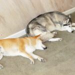 Shiba Inu sleeping next to a Siberian Husky, head to butt.