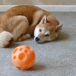 Shiba Inu Sephy all curled up and lying next to his orange kibble ball toy.