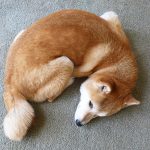 Shiba Inu Sephy curled up in the classic Shiba Inu position.