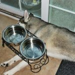 Siberian Husky Lara sleeping under her elevated water bowls, on a hot summer day.