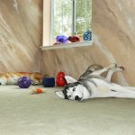 Siberian Husky sleeping with her long legs against the wall, with toys and a sleeping Shiba Inu in the background.