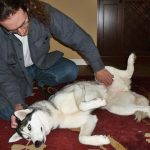 Man scratching Siberian Husky on her head and on the inside of her leg.