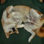 Shiba Inu Sephy lying on his back, and demonstrating the Shiba Inu grin and pretzel maneuver.
