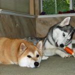 Siberian Husky Lara having fun chewing on her Nylabone, while lying next to Shiba Inu Sephy.