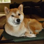 Shiba Inu Sephy just woke up on his elevated outdoor bed, and he has a funny sleepy face, almost like he is winking.