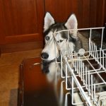 Siberian Husky head resting on the dish washer, next to some dirty dishes.