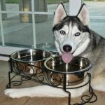 Smiling Siberian Husky Lara with her tongue hanging out over the water bowls.