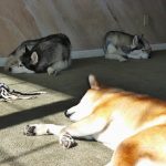 Shiba Inu Sephy sunning himself in the light, while Huskies Shania and Lara are resting in the back, in shadow.