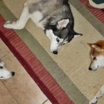 Three dog heads lying in a circle on a carpet, while waiting for dinner.