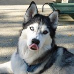Siberian Husky dog face close-up with tongue out licking her nose.