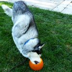 Siberian Husky Shania is having fun getting all the cheese bits out of the cleaned-out pumpkin.