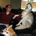 Girl is scratching a cute Siberian Husky dog on the couch who has a goofy face and tongue-out. Red Shiba-Inu dog is out front, turned to smile at the camera.