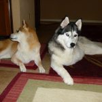 Difficult and stubborn Shiba Inu Sephy is facing left while Siberian Husky Shania is posing nicely for the camera.